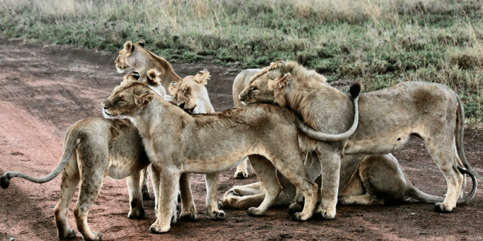 serengeti_löwnfamilie