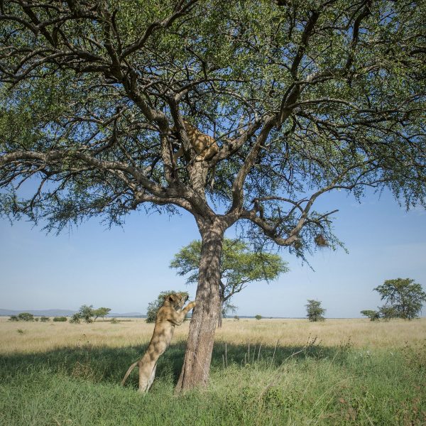 singita-faru-faru-lodge-landschaft-und-umgebung3