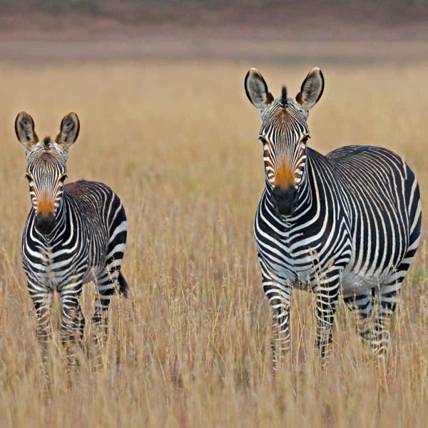 südafrika_mountain_zebra_nationalpark