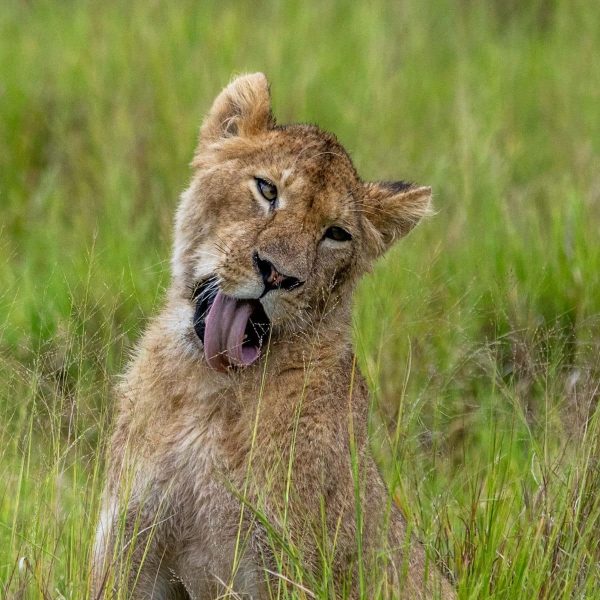 tansania_loewe_regenzeit_ngorongoro