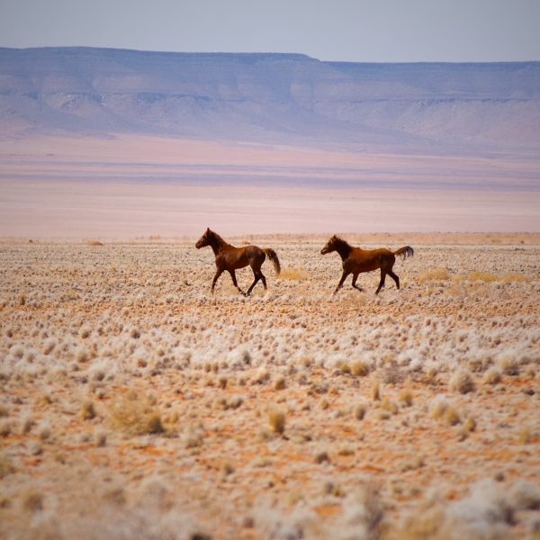 wildpferde_namibia