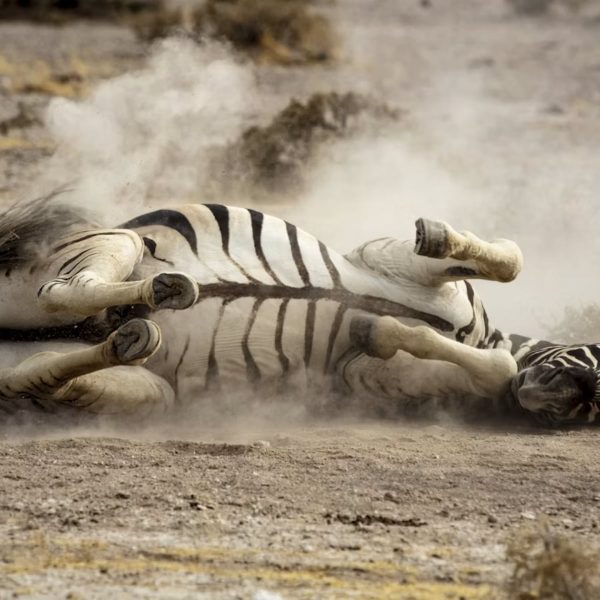 zebra_namibia